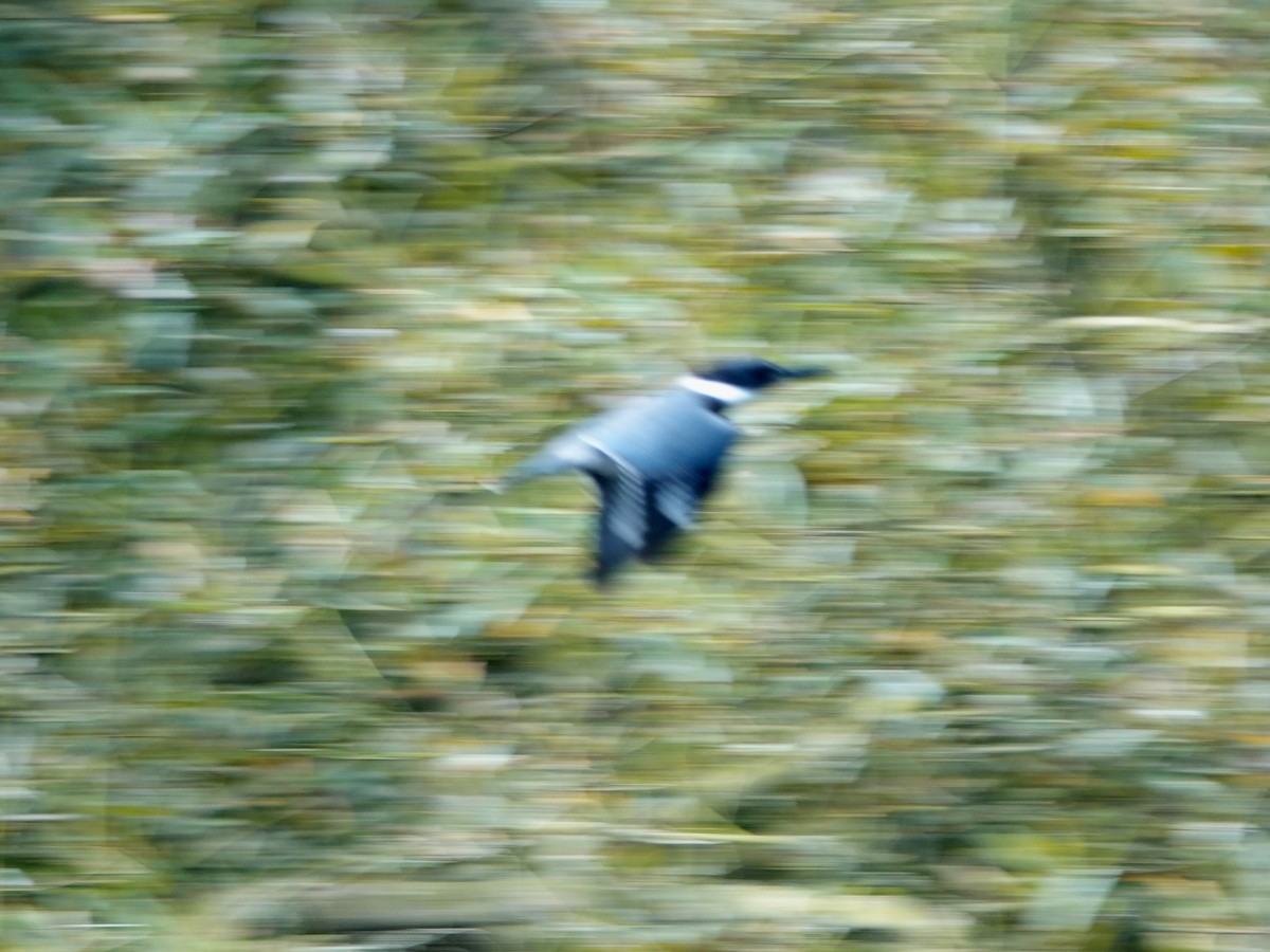 Belted Kingfisher - ML174090171