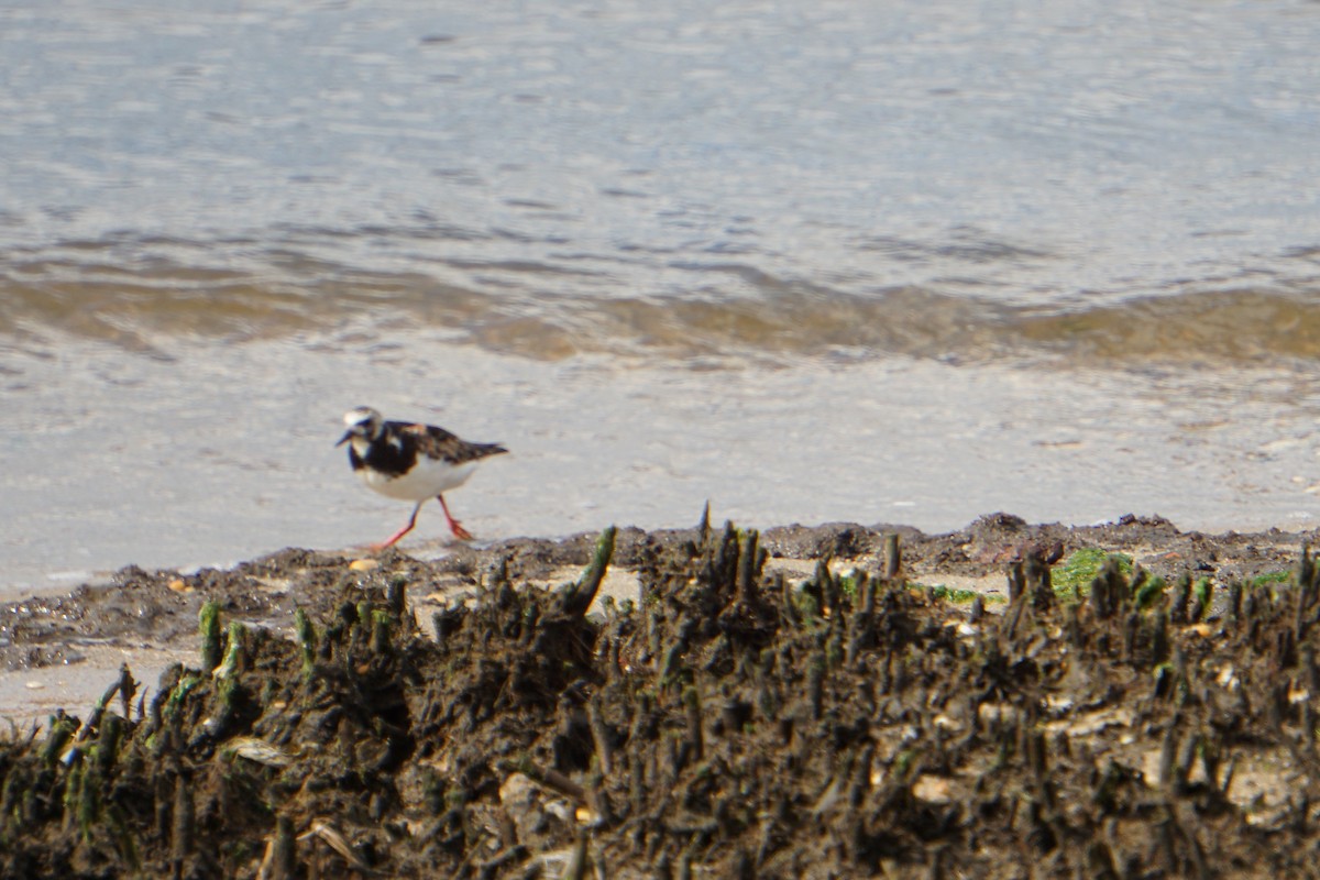 Ruddy Turnstone - ML174091421