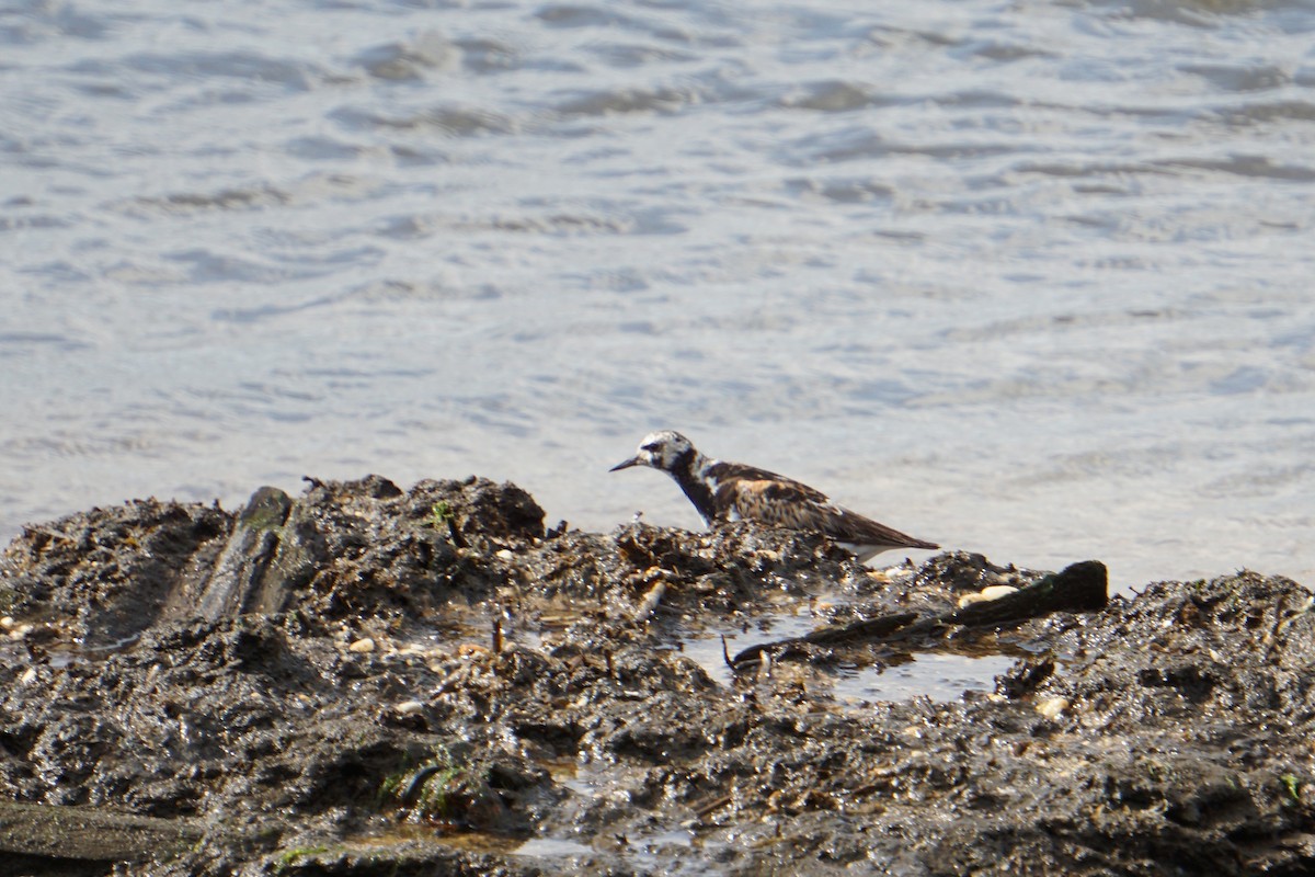 Ruddy Turnstone - ML174091431