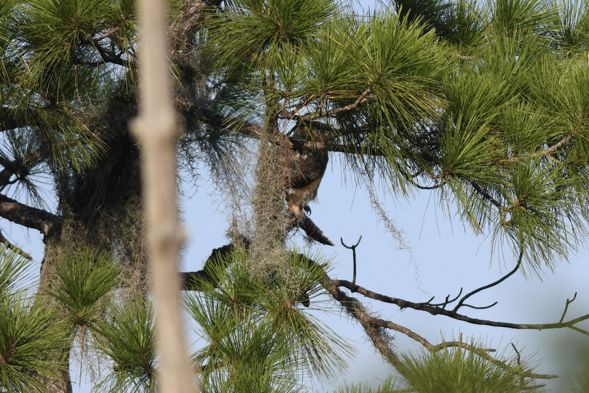 Great Horned Owl - ML174092221