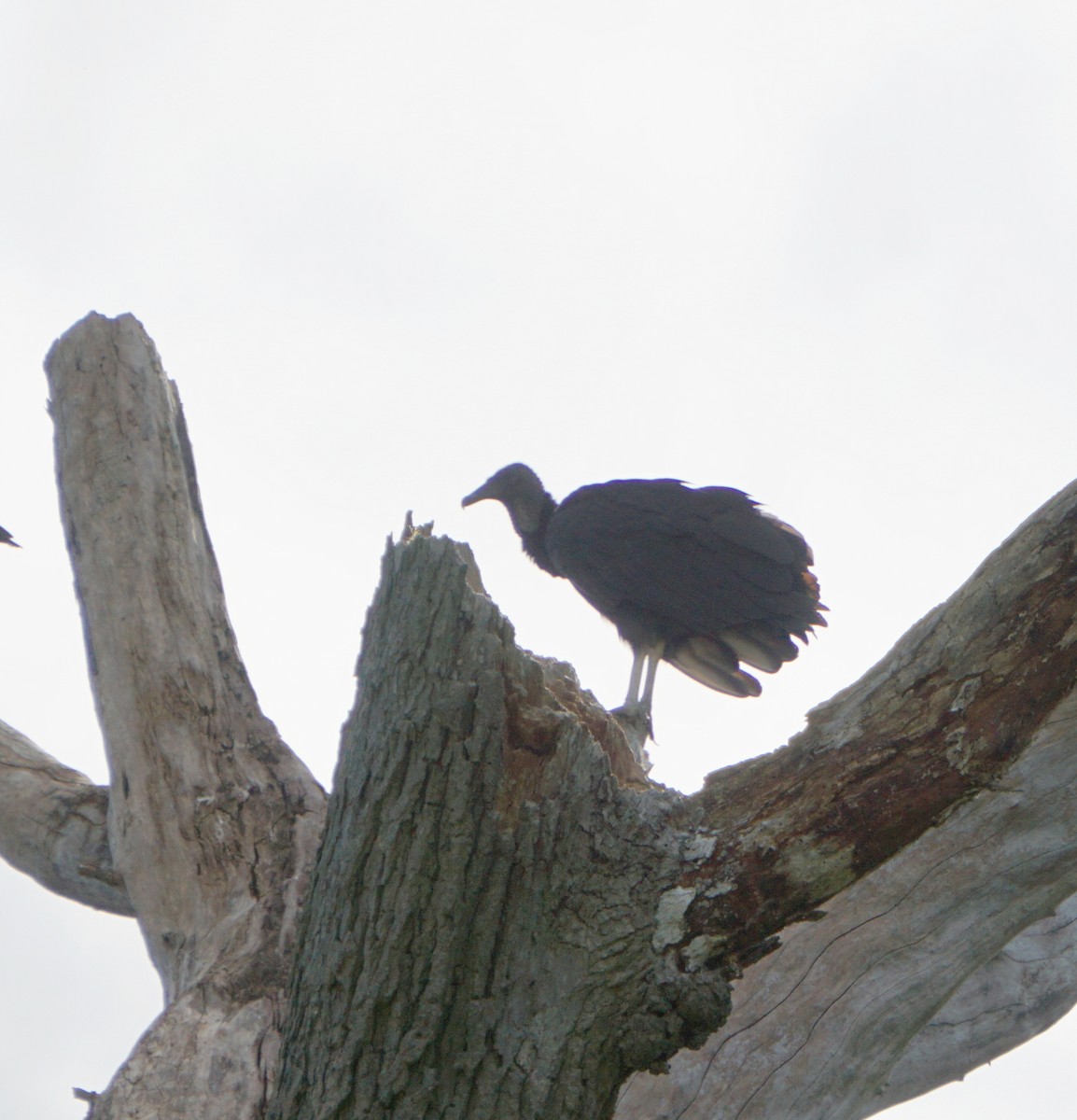 svartkondor - ML174092661