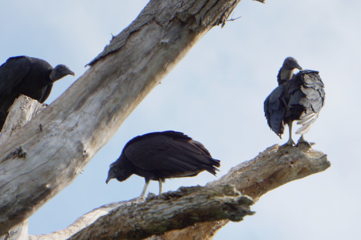 svartkondor - ML174092681