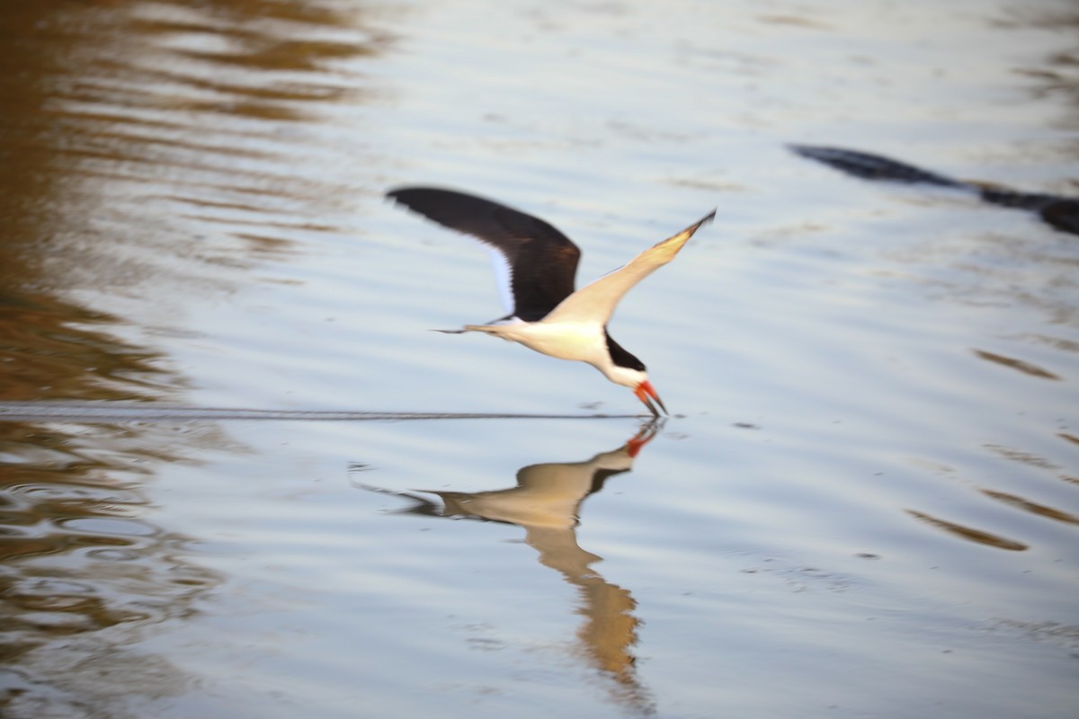 Black Skimmer - ML174093701