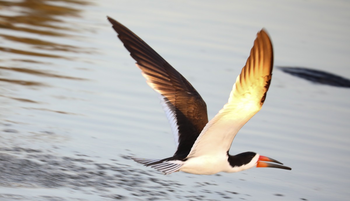 Black Skimmer - ML174094001