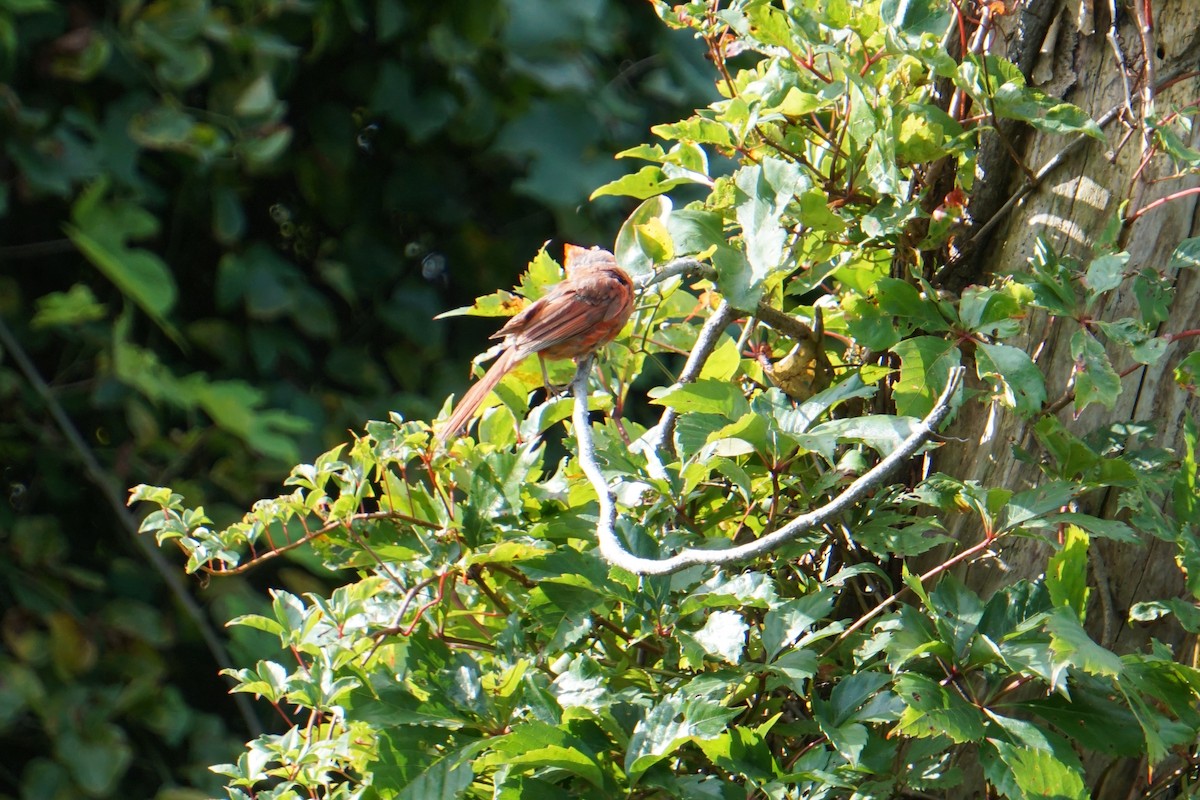 Northern Cardinal - ML174094591