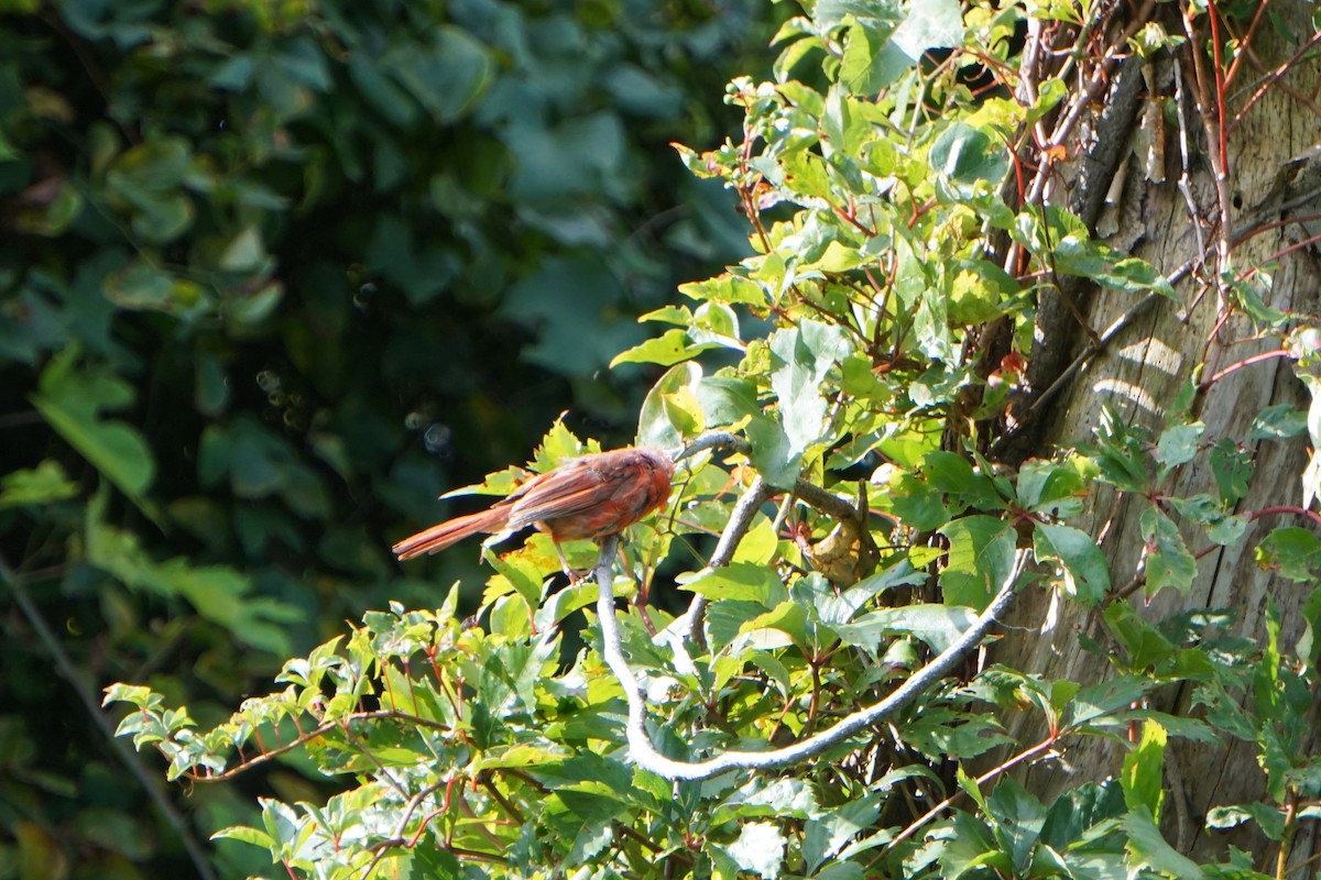 Northern Cardinal - ML174094601