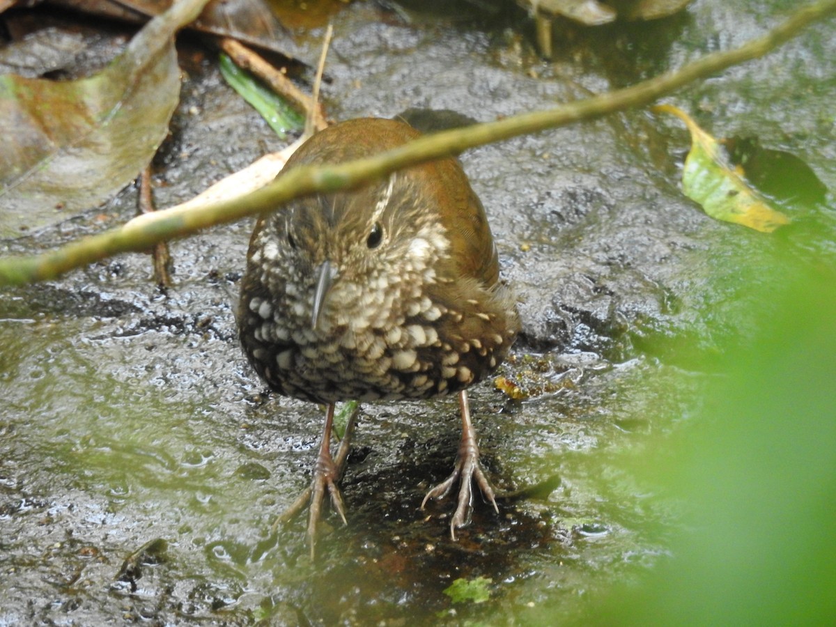 Sharp-tailed Streamcreeper - German Roitman