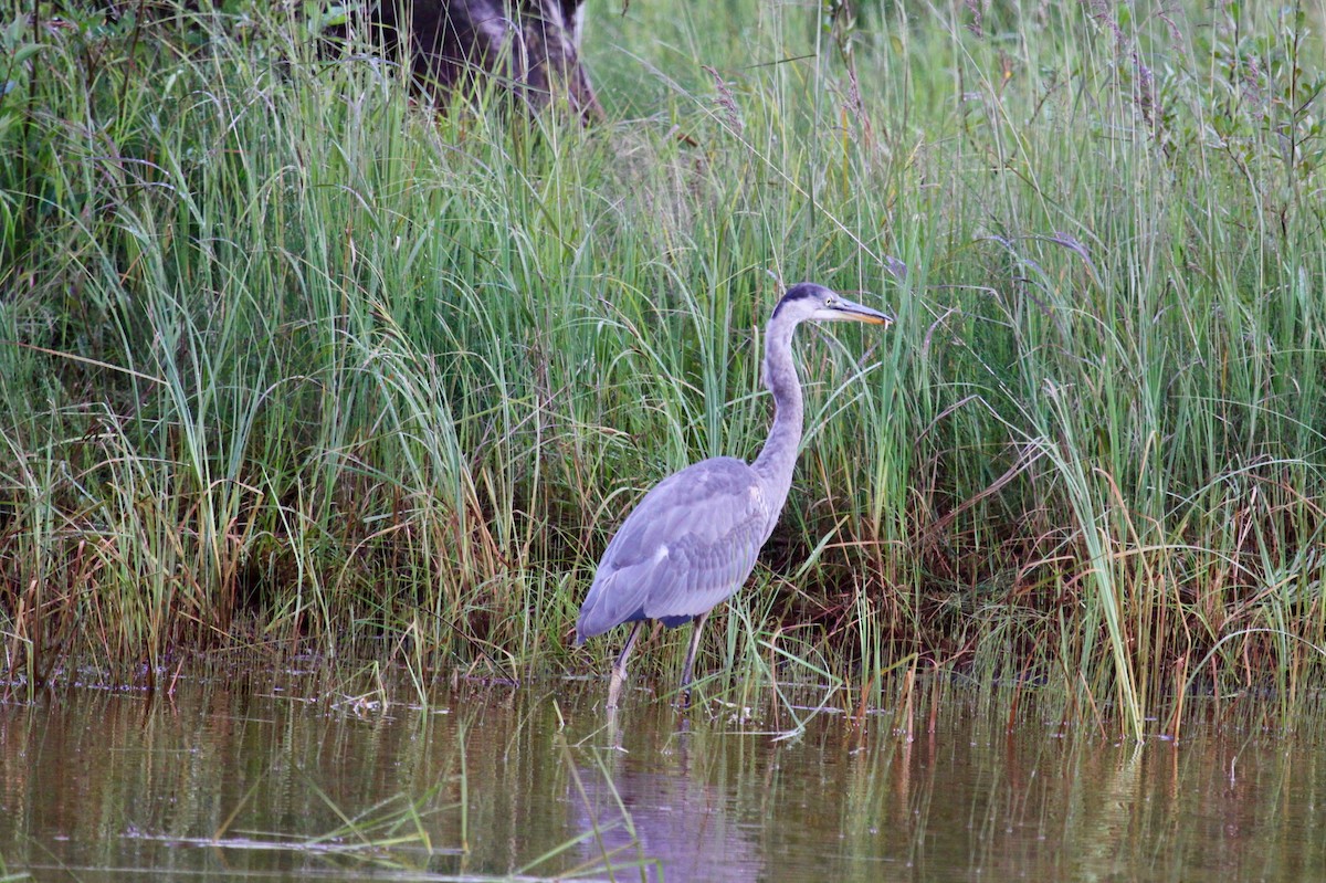 Great Blue Heron - ML174094701