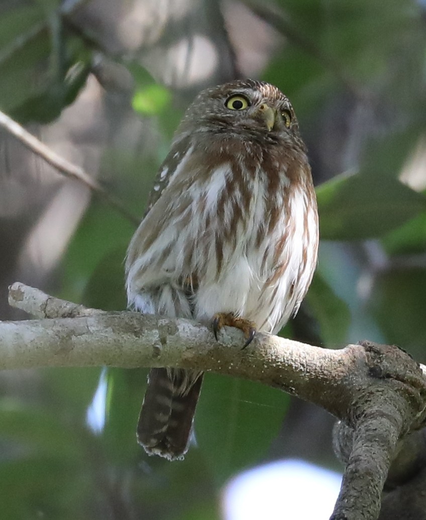 Ferruginous Pygmy-Owl - Bonnie Bompart