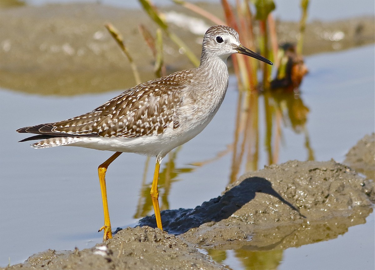 Lesser Yellowlegs - Don Roberson