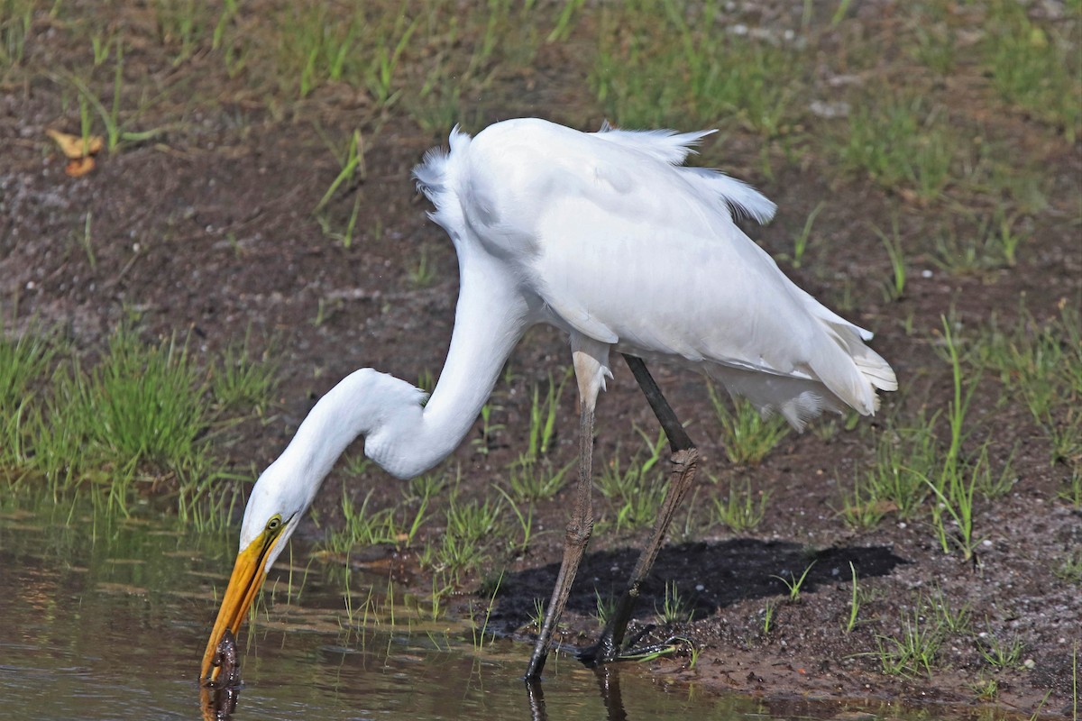 ダイサギ - ML174100831