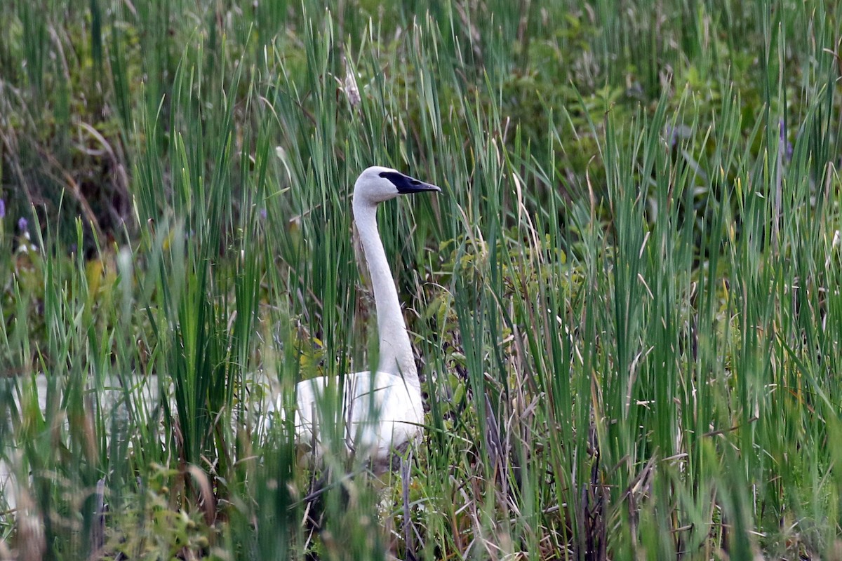 Cygne trompette - ML174101461