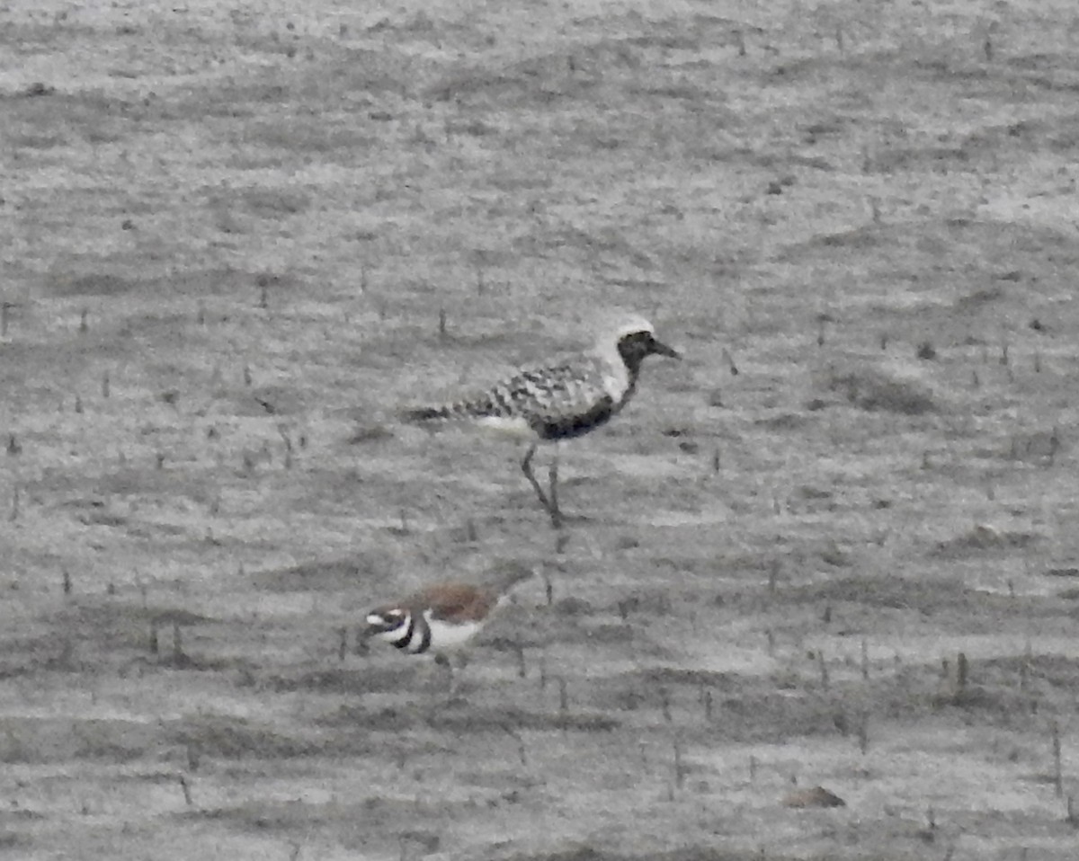 Black-bellied Plover - ML174103371