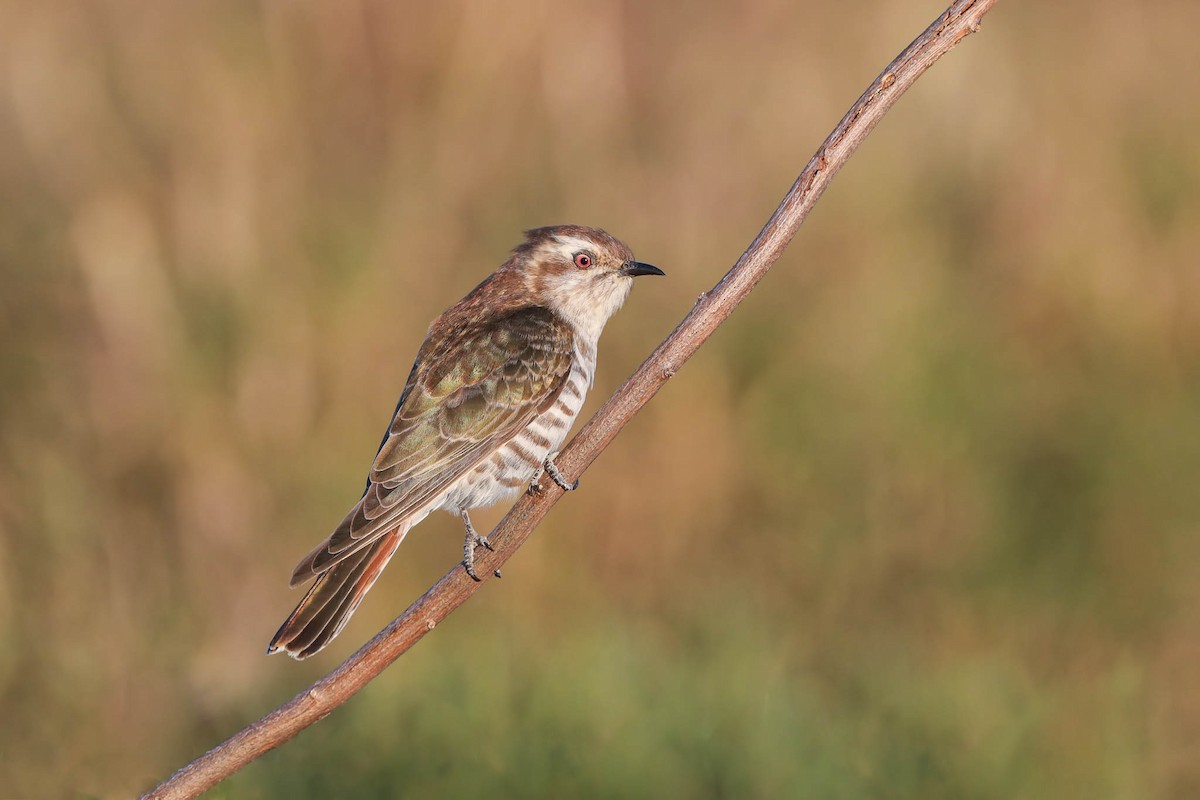 Horsfield's Bronze-Cuckoo - ML174105741