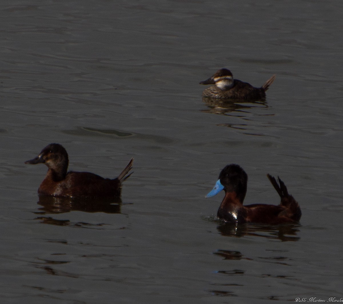 Andean Duck - ML174106211