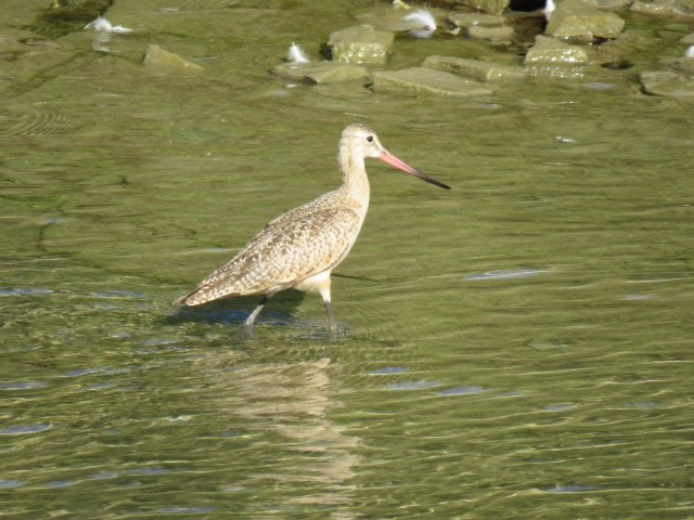 Marbled Godwit - Alec Humann
