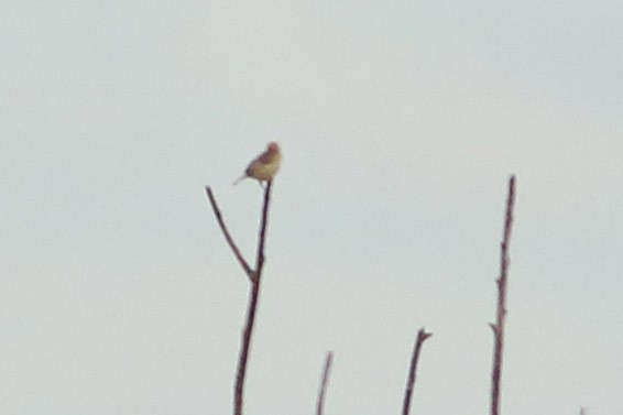 Golden-headed Cisticola - ML174109631