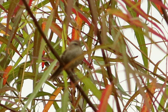 Little Grassbird - ML174109801