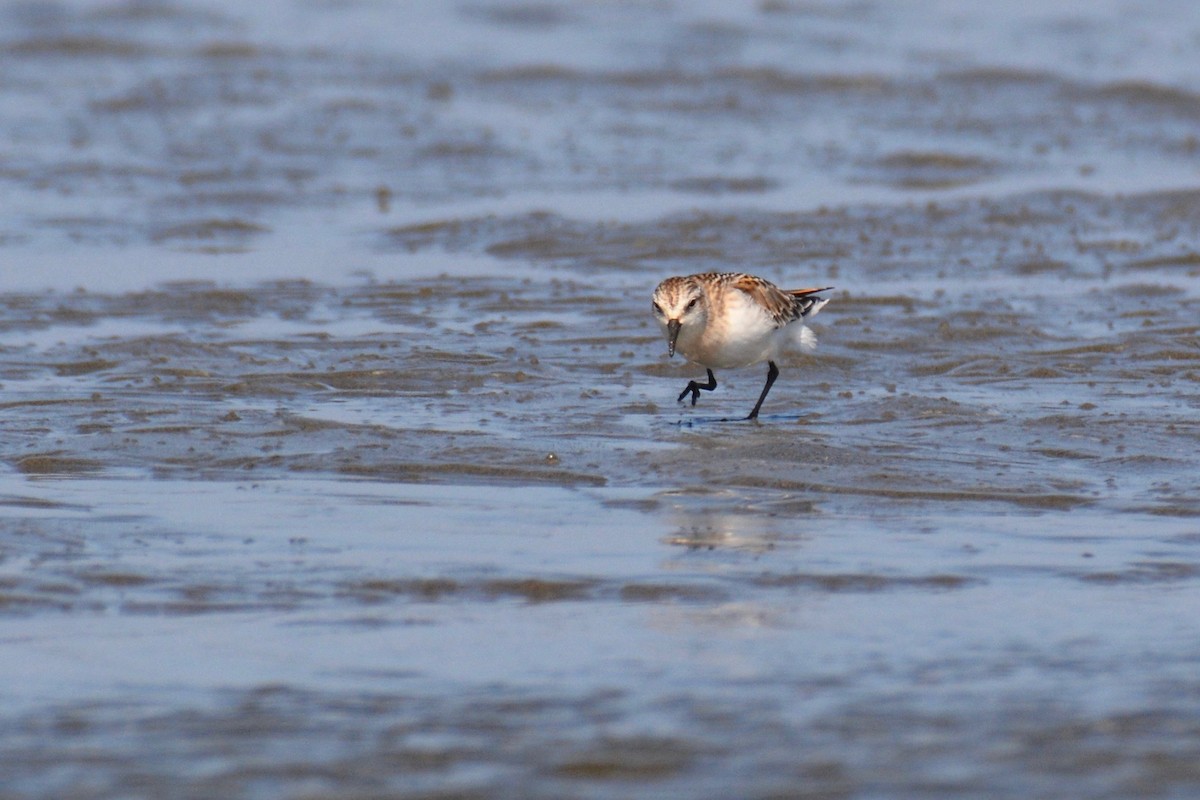 Red-necked Stint - Will Brooks