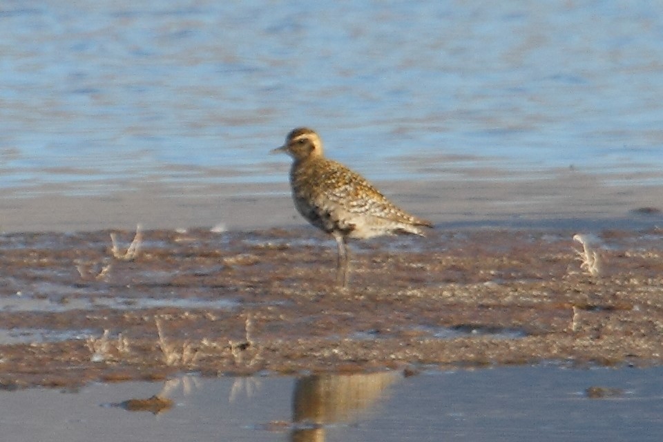 Pacific Golden-Plover - ML174117331