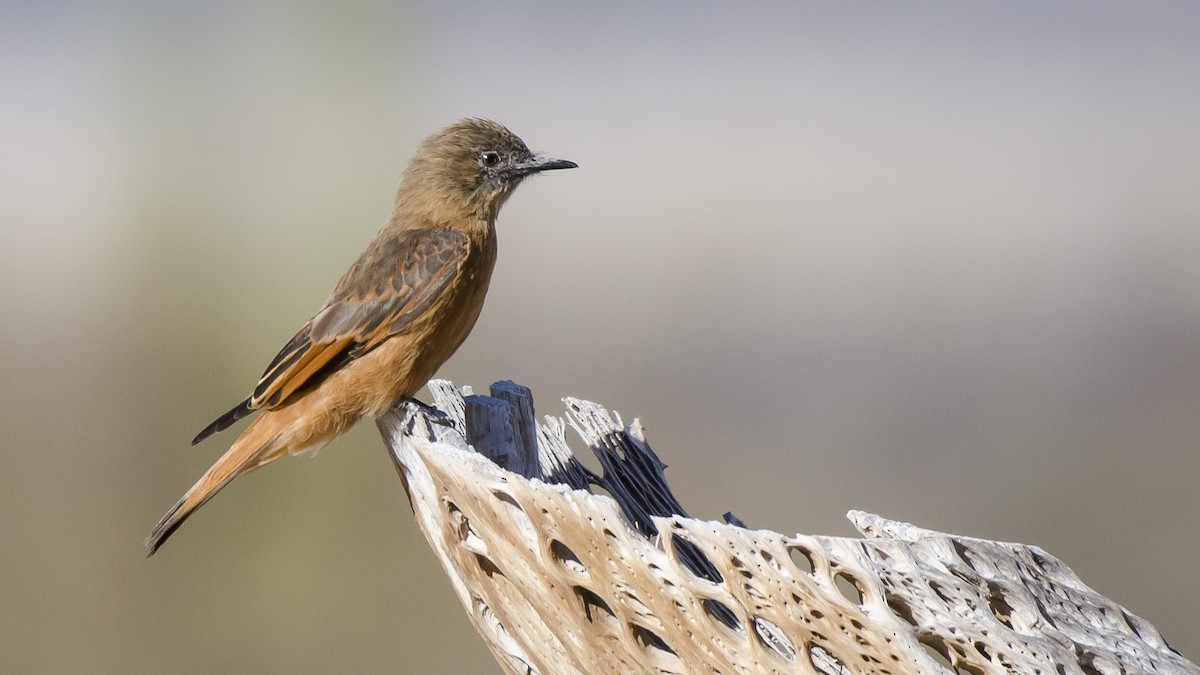 Cliff Flycatcher - ML174117341