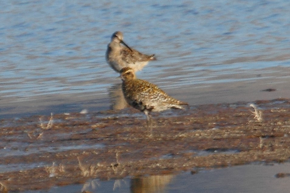 Pacific Golden-Plover - Rob Lowry