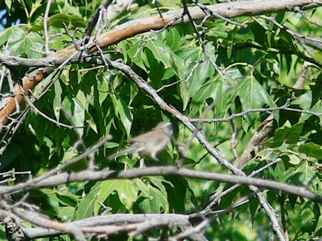 Black-throated Sparrow - ML174118061