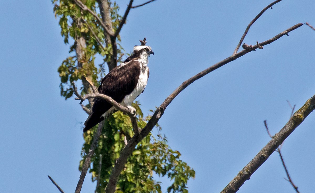 Osprey - ML174118321