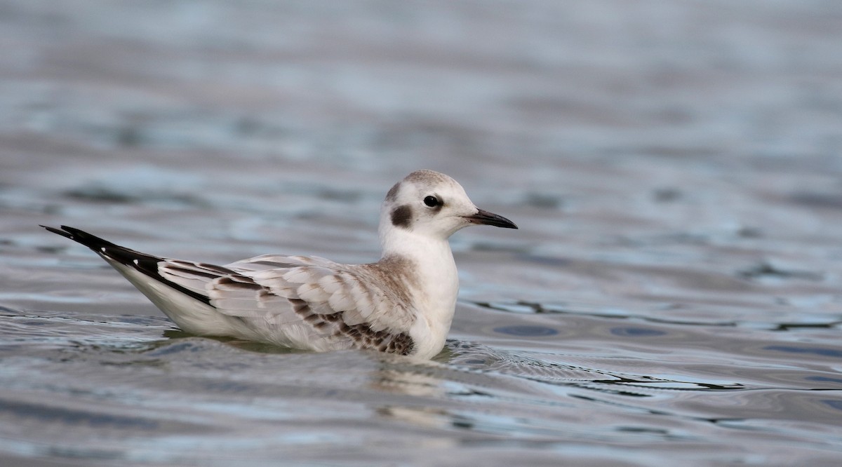 Bonaparte's Gull - Jay McGowan