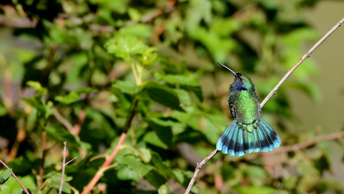 Mexican Violetear - Miguel Aguilar @birdnomad