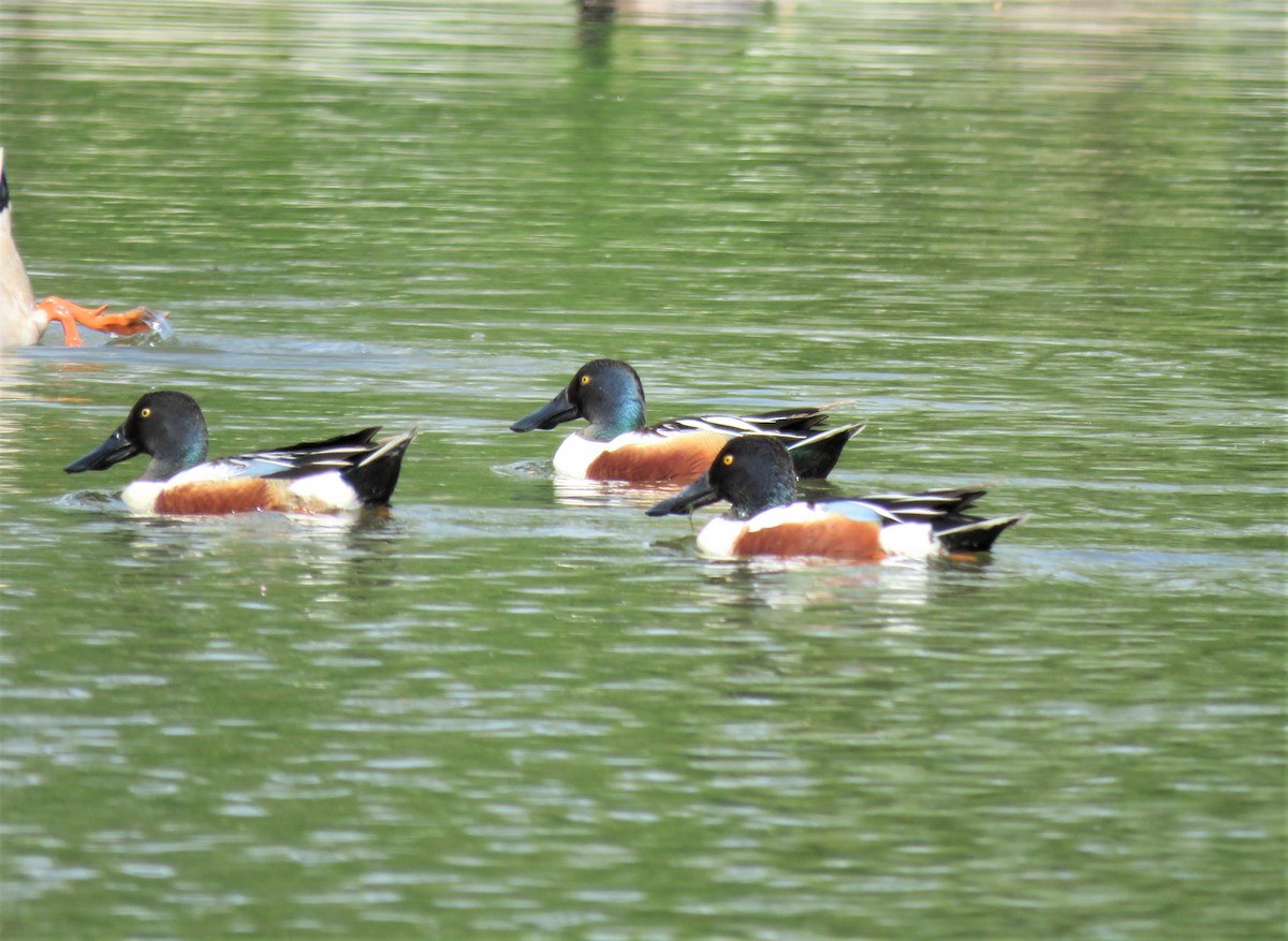 Northern Shoveler - Marie D'Auteuil