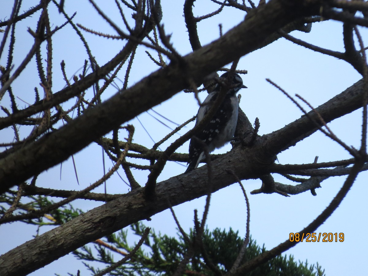 Downy Woodpecker - ML174130301