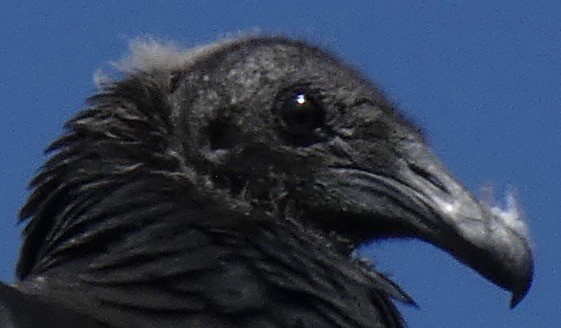 Black Vulture - ML174132511