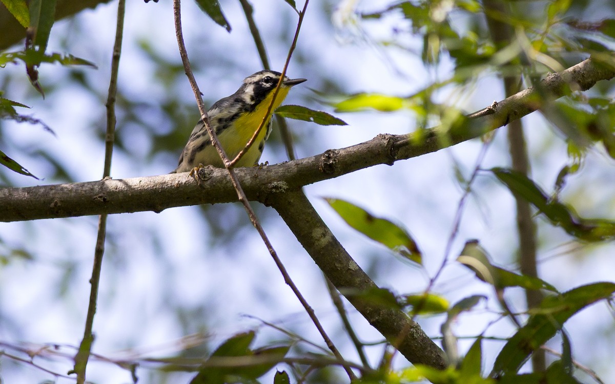 Yellow-throated Warbler - ML174133681