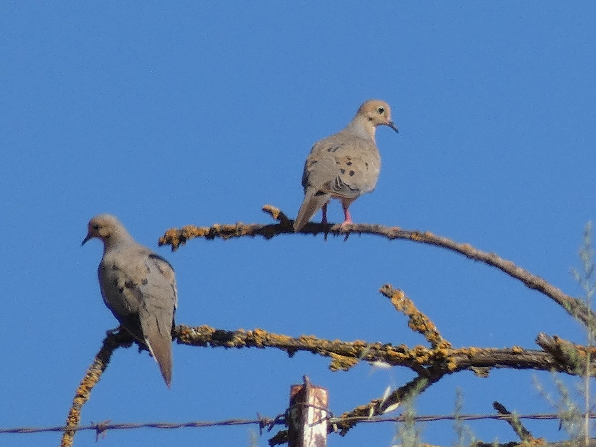 Mourning Dove - Garry Hayes