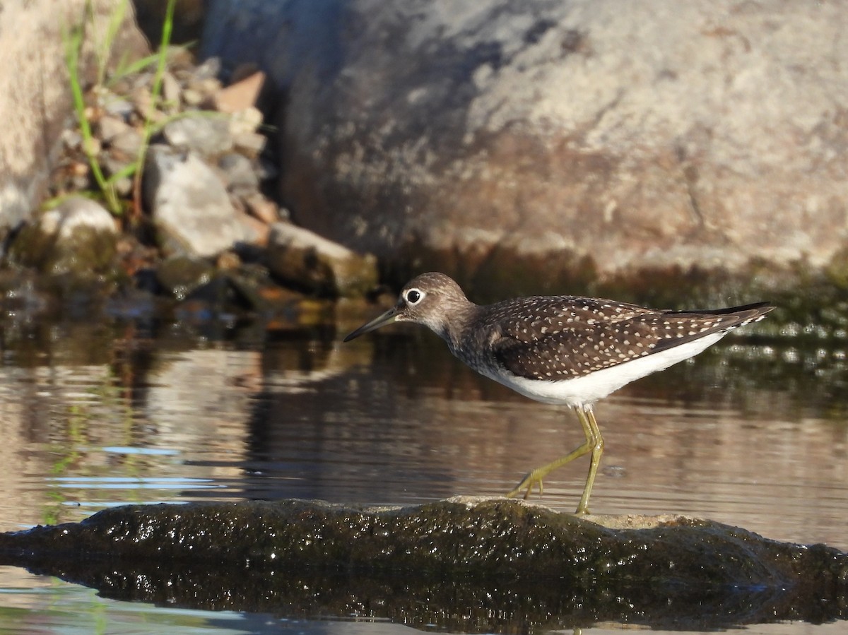 Solitary Sandpiper - ML174135831