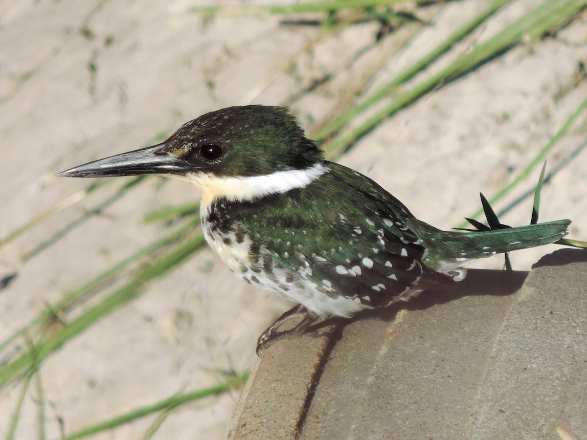 Green Kingfisher - Urs Geiser