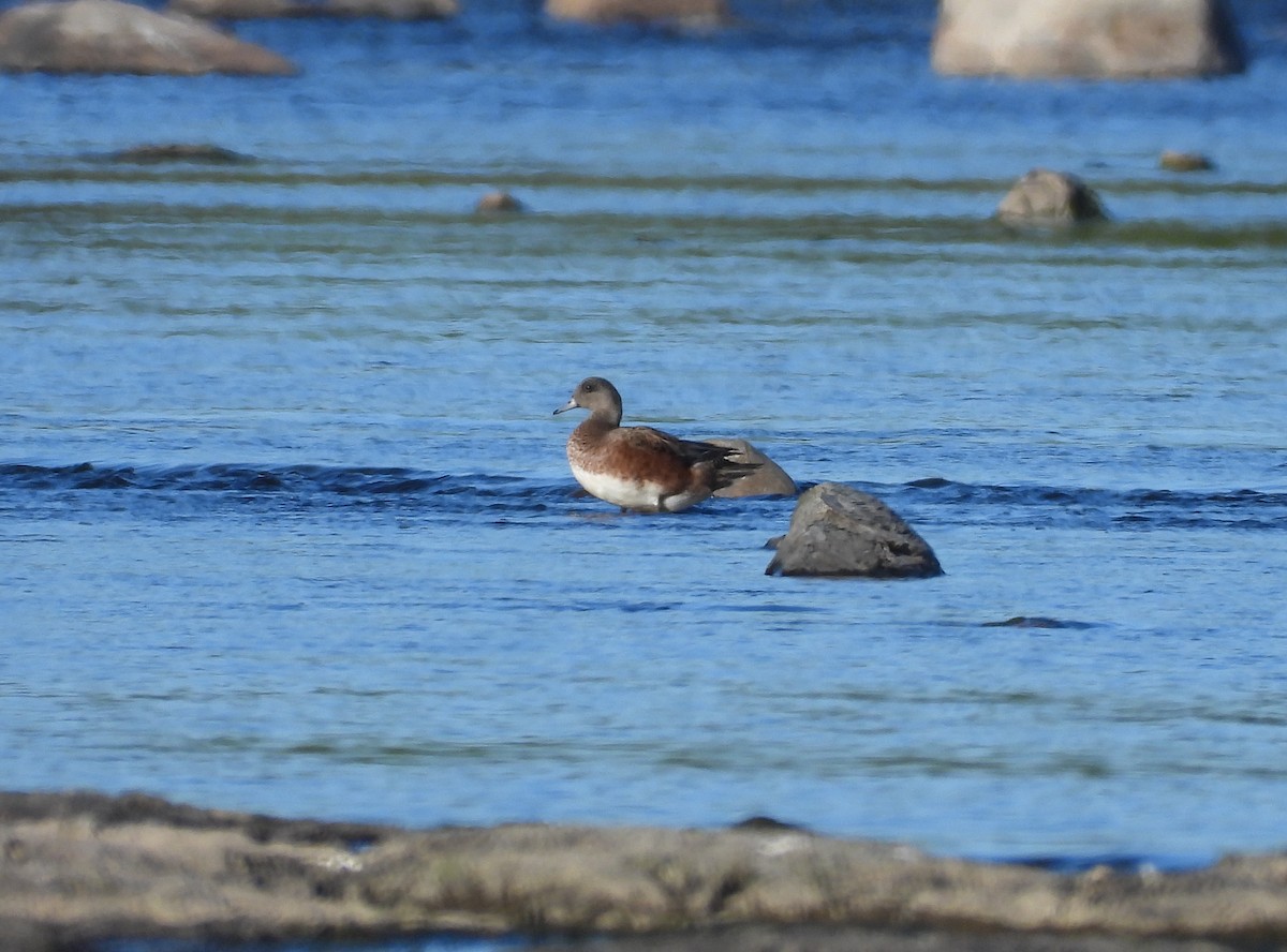 American Wigeon - ML174138221