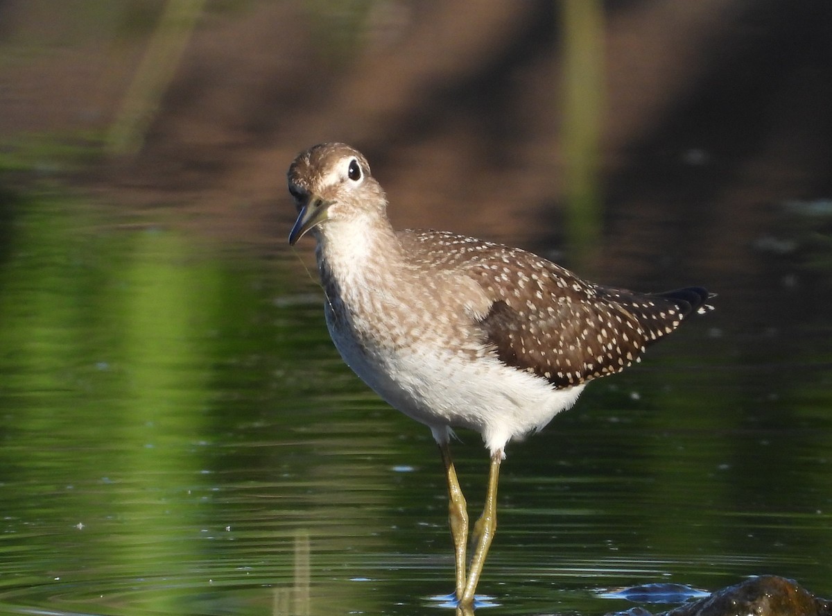 Solitary Sandpiper - ML174138811