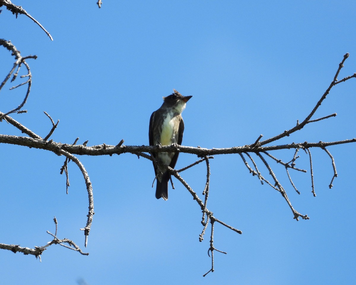 Olive-sided Flycatcher - ML174139111