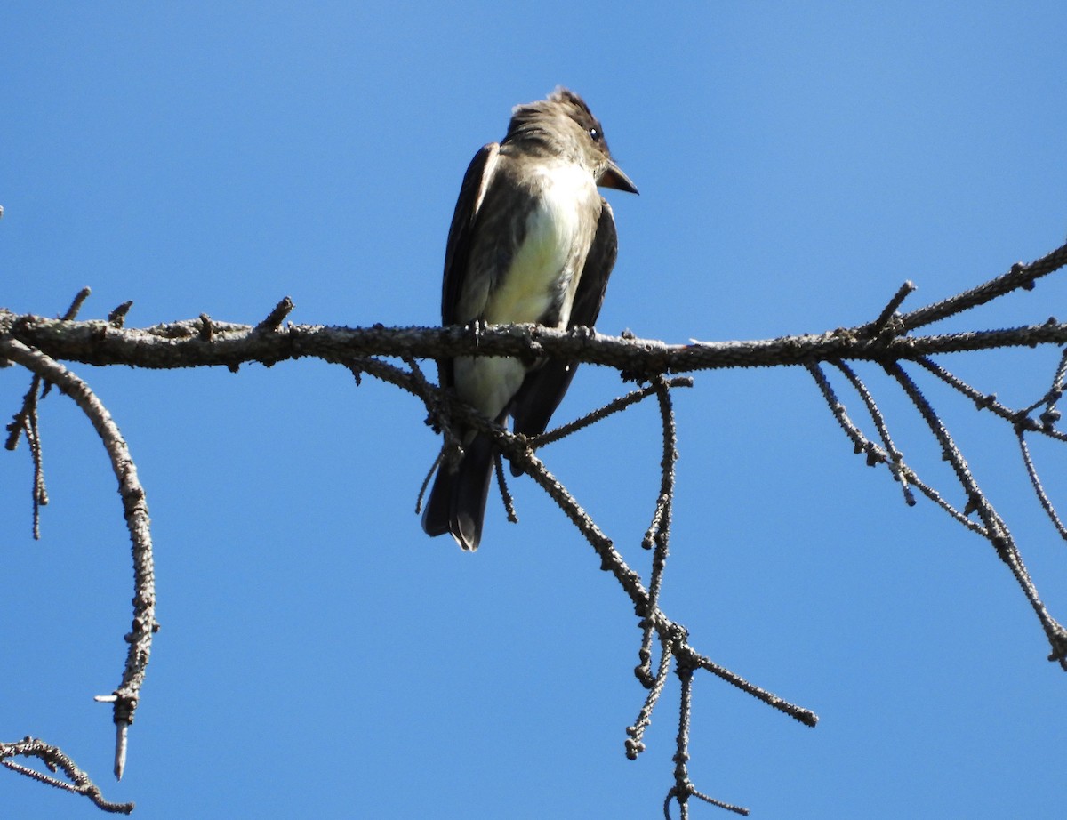 Olive-sided Flycatcher - ML174139131