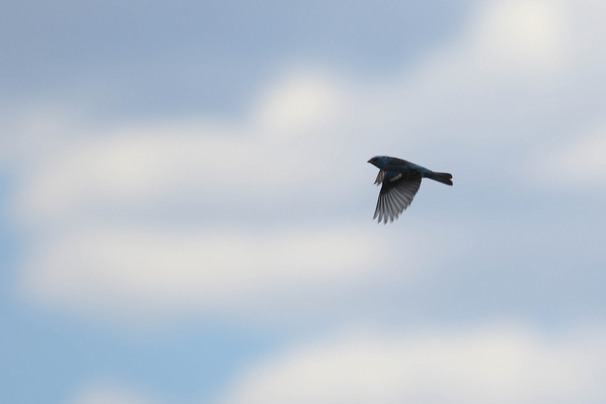 Lazuli Bunting - ML174139251