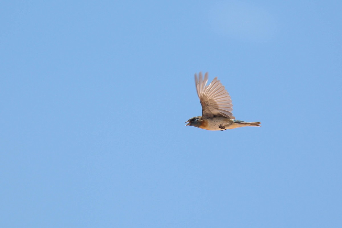 Lazuli Bunting - ML174139341