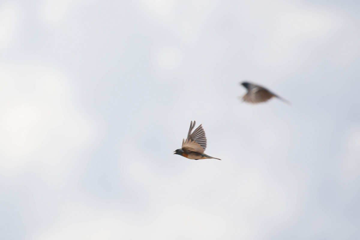 Lazuli Bunting - ML174139351