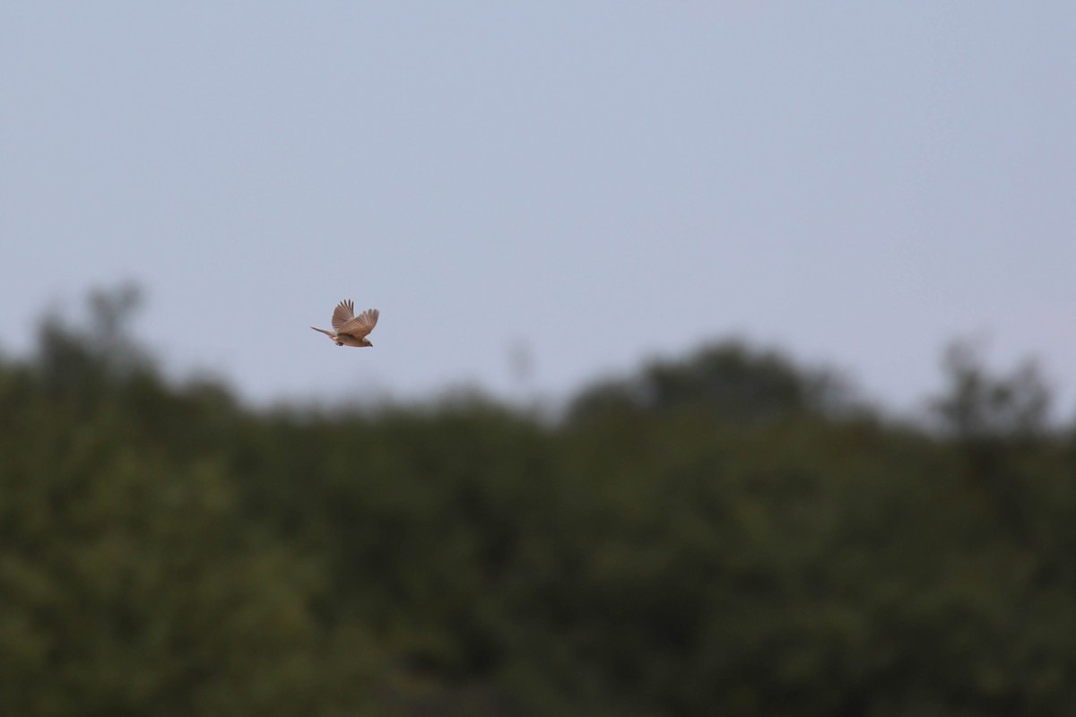 Lazuli Bunting - ML174139481