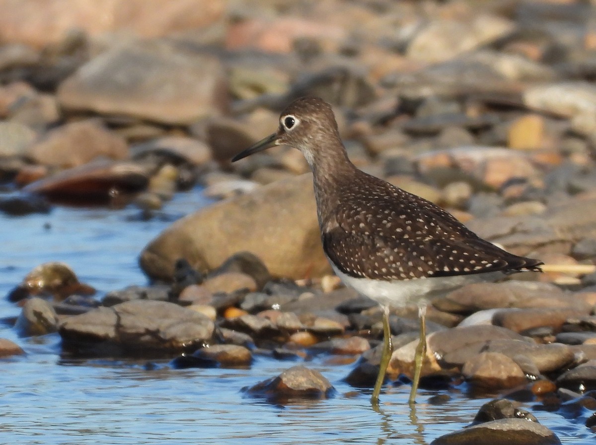 Solitary Sandpiper - ML174139501