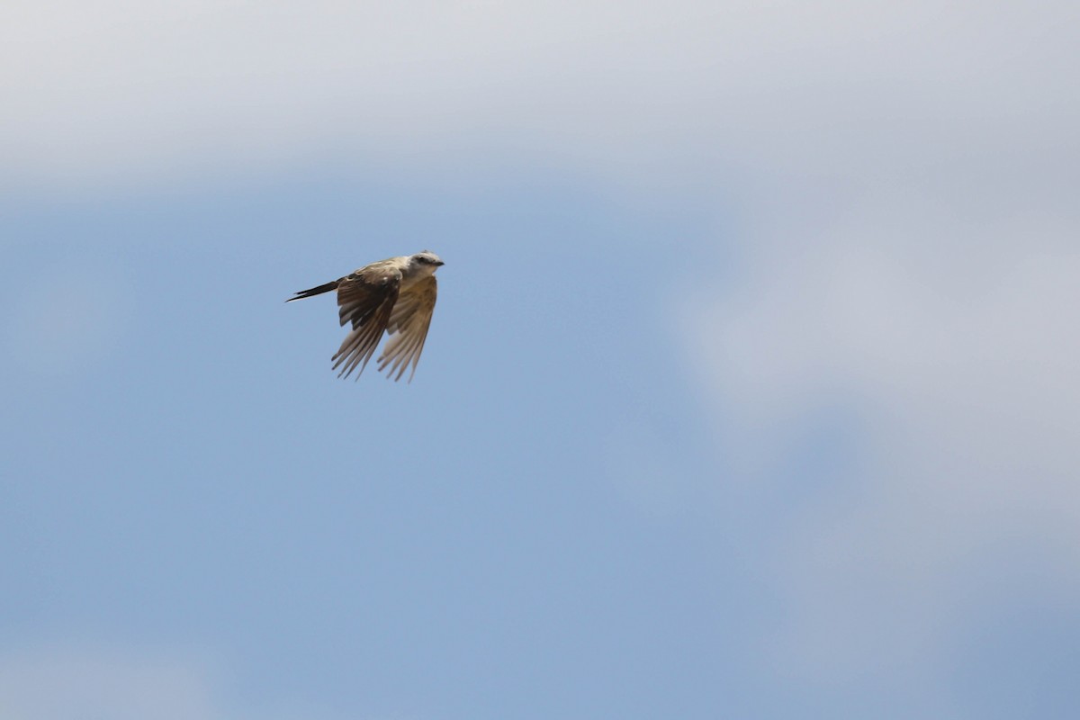 Western Kingbird - Alex Lamoreaux