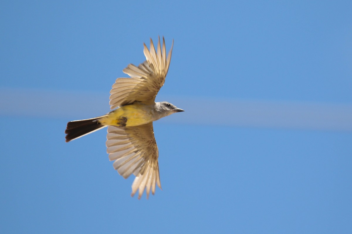 Western Kingbird - Alex Lamoreaux