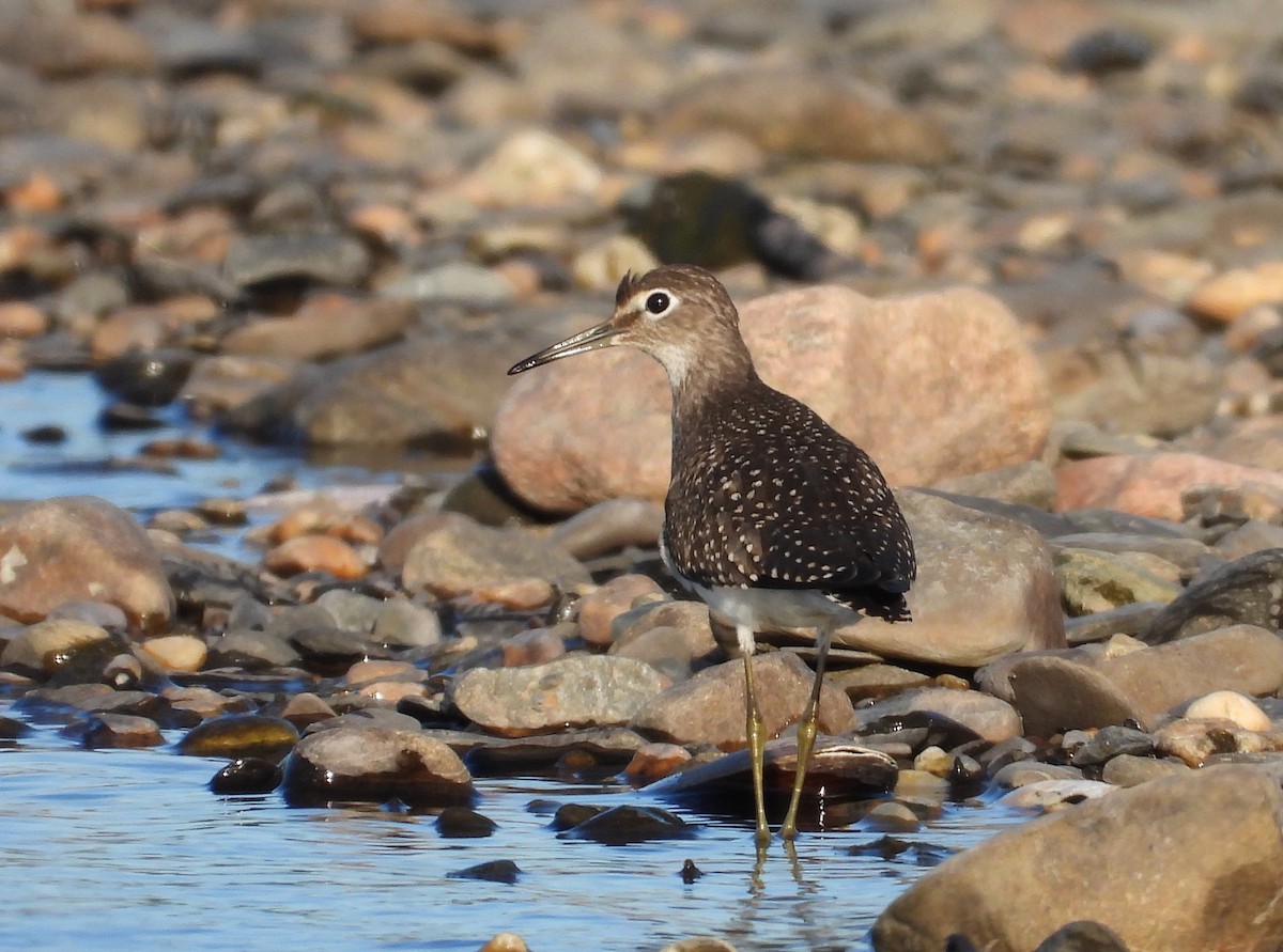 Solitary Sandpiper - ML174139611