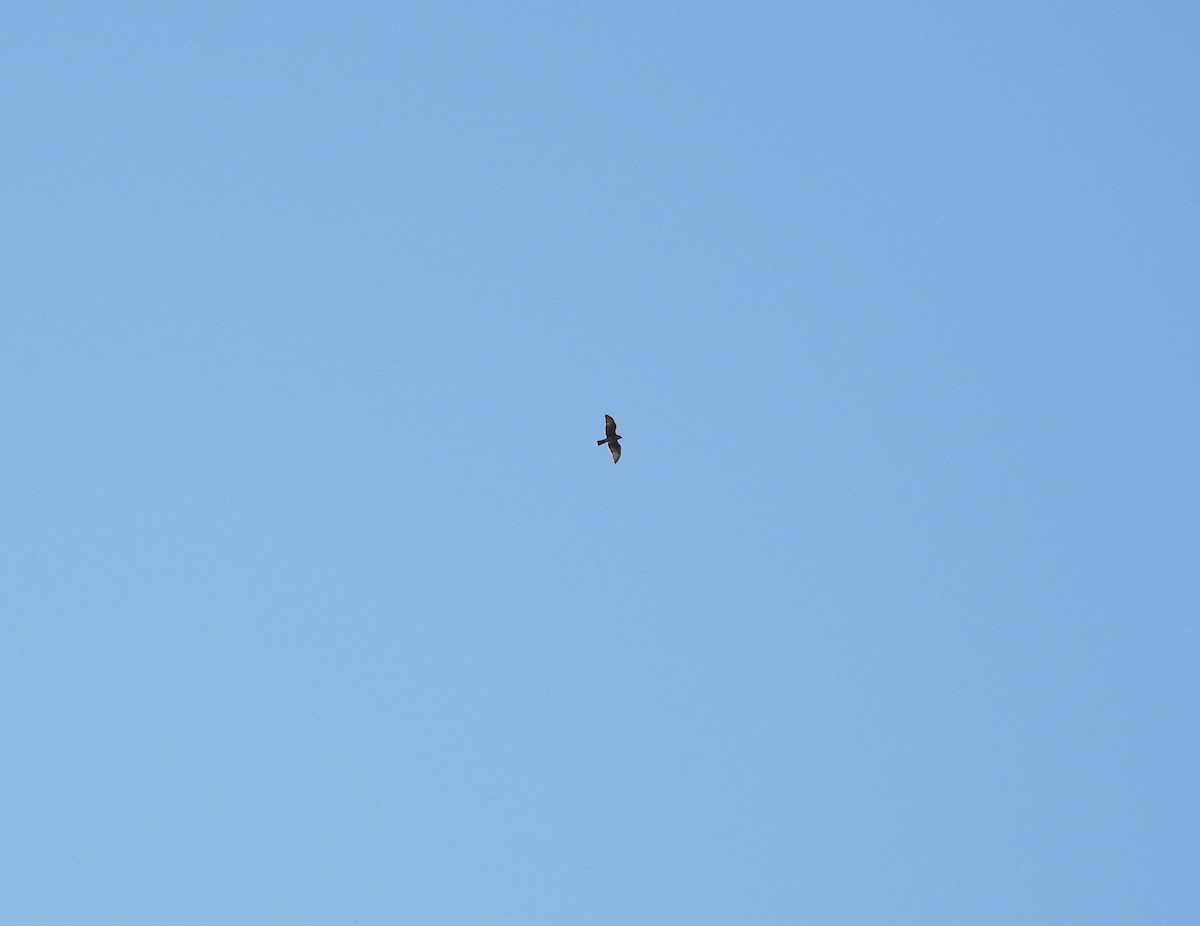 Broad-winged Hawk - ML174139761